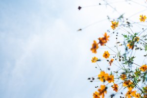 coreopsis flowers and blue sky